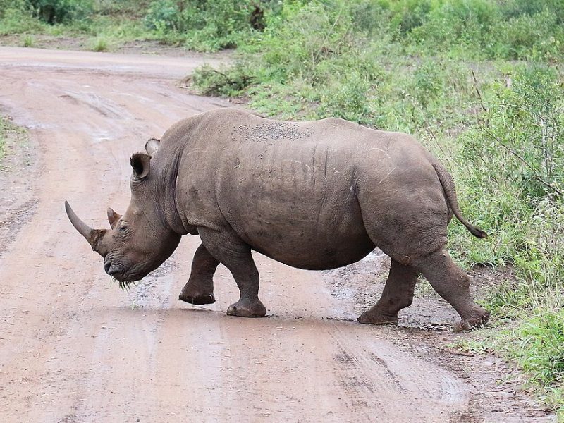 A white rhino in Hluhluwe-iMfolozi Park